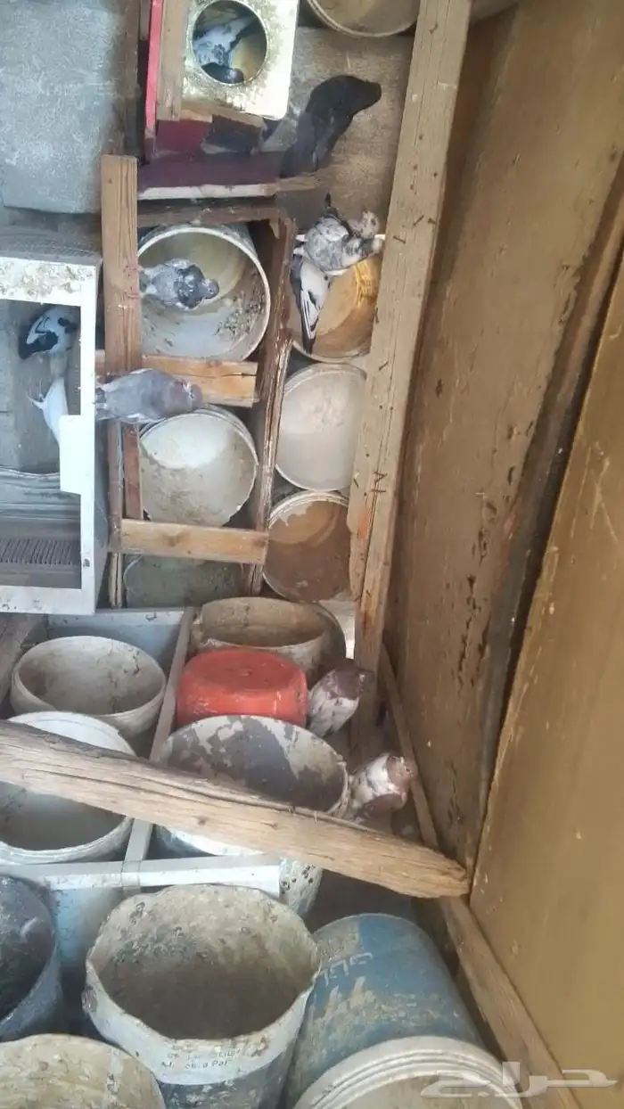 حمام مشكل فاخر من الاخر الحمام طيار ونتج والصحة 100 100 7
