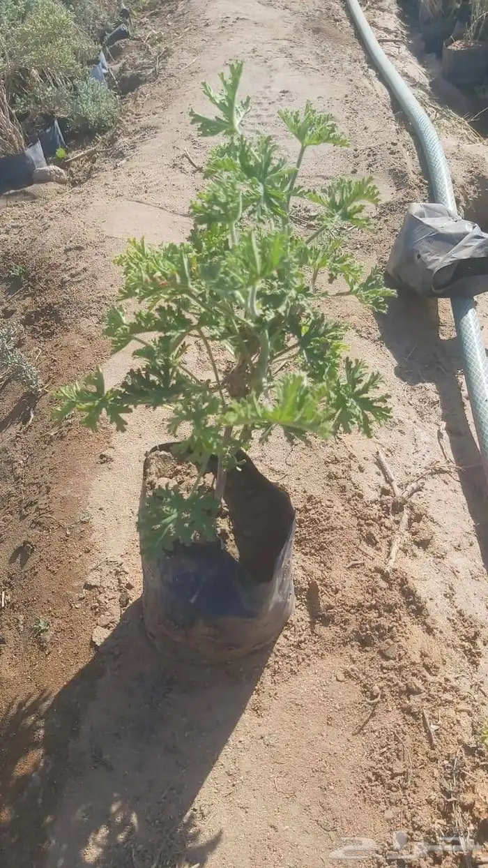 عطره تركي مراكن 9 أكياس متوفر 5