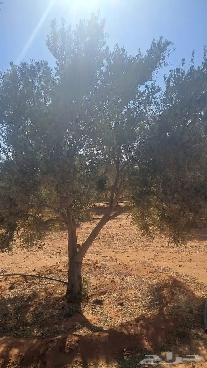 شجر زيتون نيبالي محسن نوصل لجميع انحا المملكه العربيه السعود 7