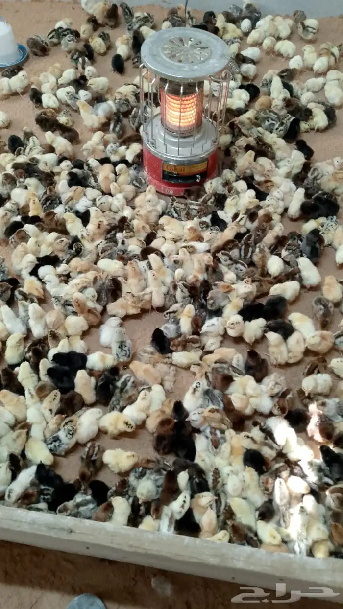 صوص دجاج بلدي وفيومي 0