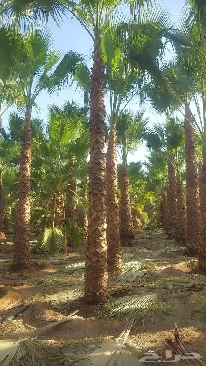 شبوك ونخيل وزيتون 0