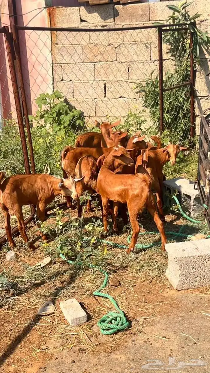 تيوس دهم فيه واحده انثى 5