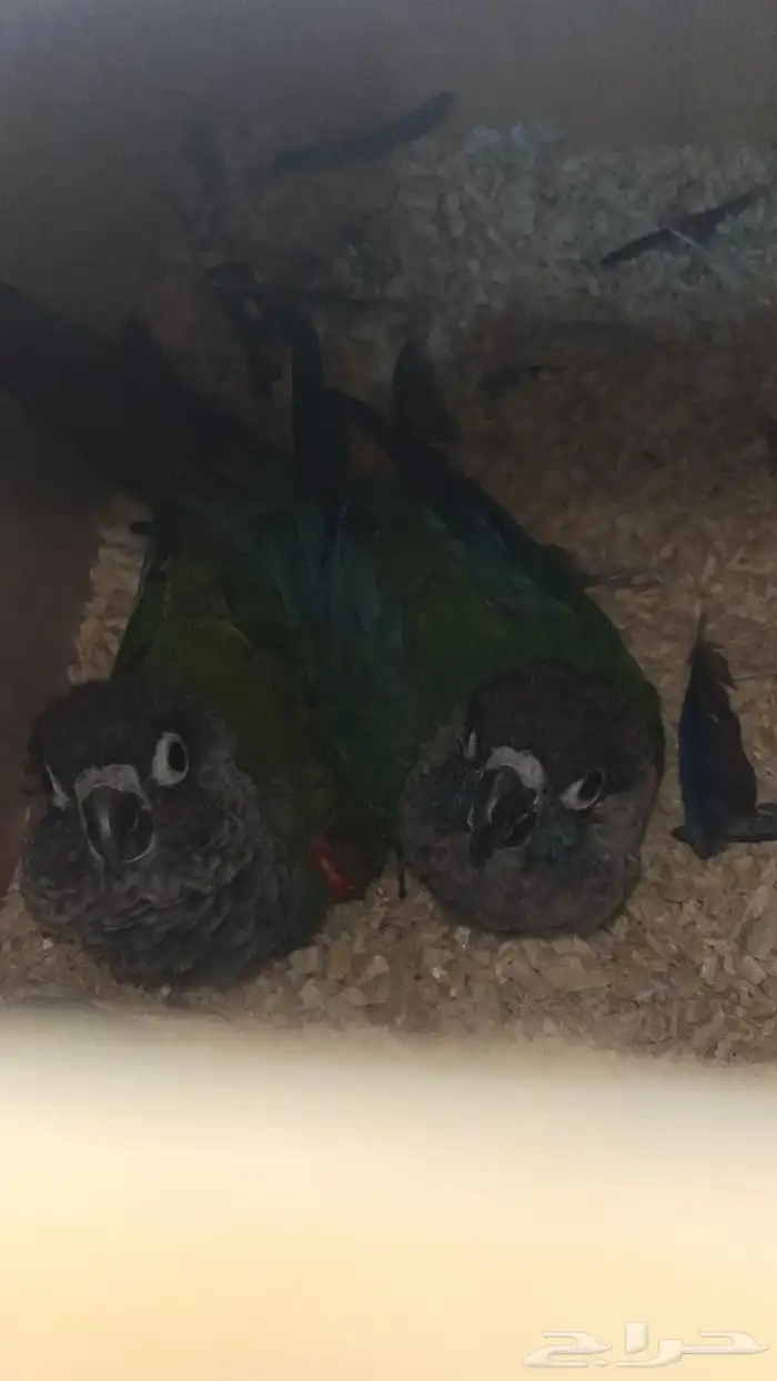 زوج كنيور بيرلي معه بيض((تم البيع)) 2