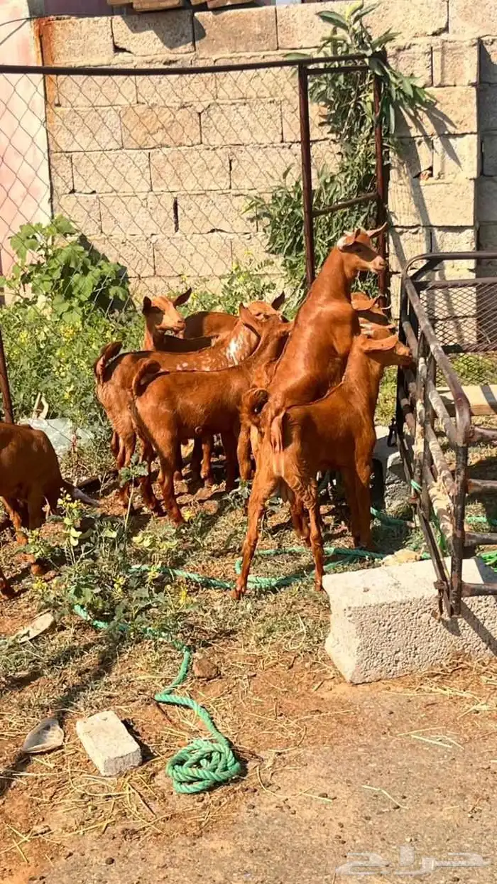 تيوس دهم فيه واحده انثى 2