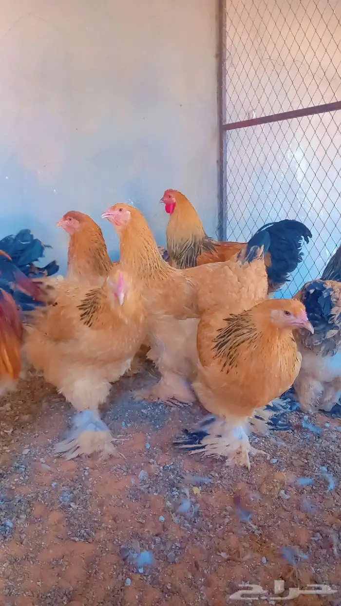 بيض دجاج براهما بف 6