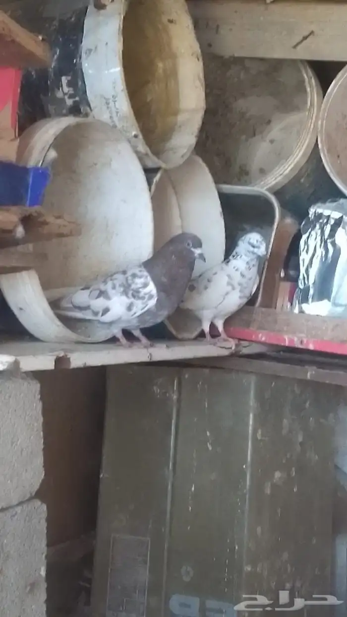 حمام مشكل 0