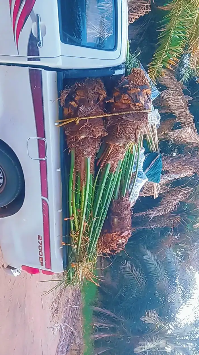 يوجد لدينا جميع انواع النخيل المثمرة وزينه 7