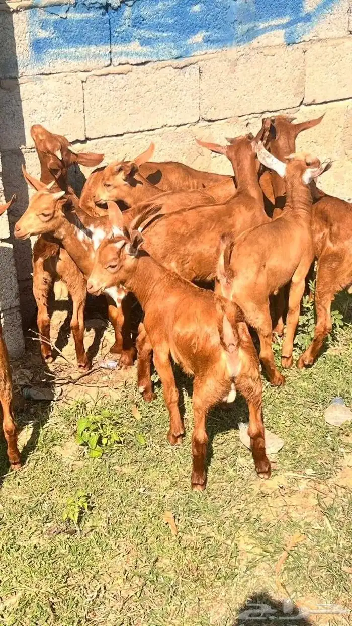 تيوس دهم فيه واحده انثى 3