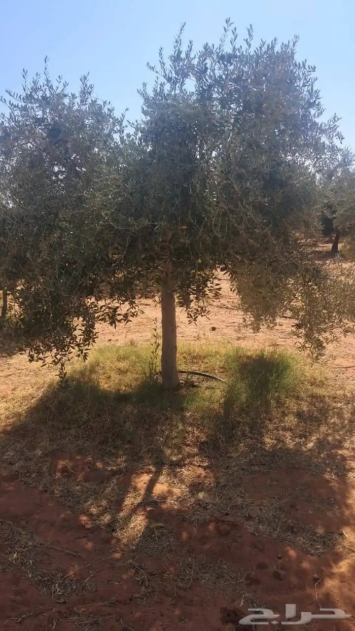 شجر زيتون نيبالي محسن نوصل لجميع انحا المملكه العربيه السعود 5