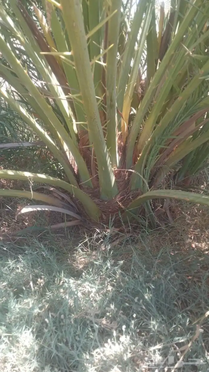 نخل للبيع نخل القصيم جثايث فروخ ونانه صقعي مجدول سكري خلاص 5