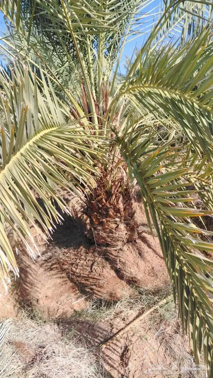نخل عربي مثمر جميع الانوع وجمع المقسات 0