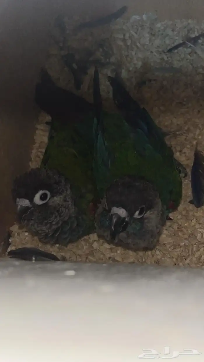 زوج كنيور بيرلي معه بيض((تم البيع)) 1