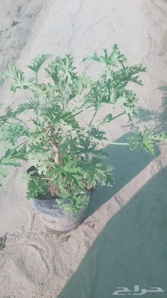 عطره تركي مراكن 9 أكياس متوفر 2