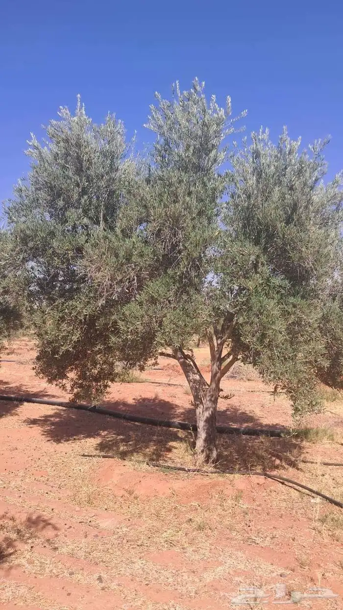 شجر زيتون نيبالي محسن نوصل لجميع انحا المملكه العربيه السعود 1