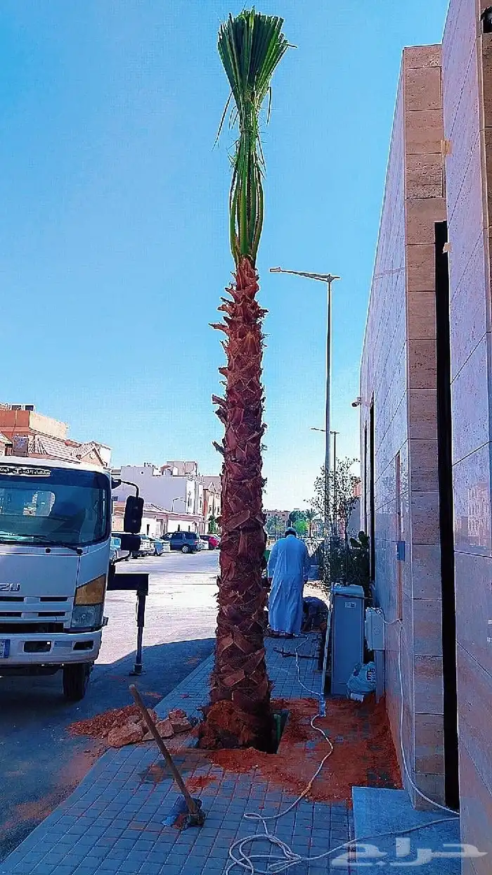 نخل نخيل واشنطن 2