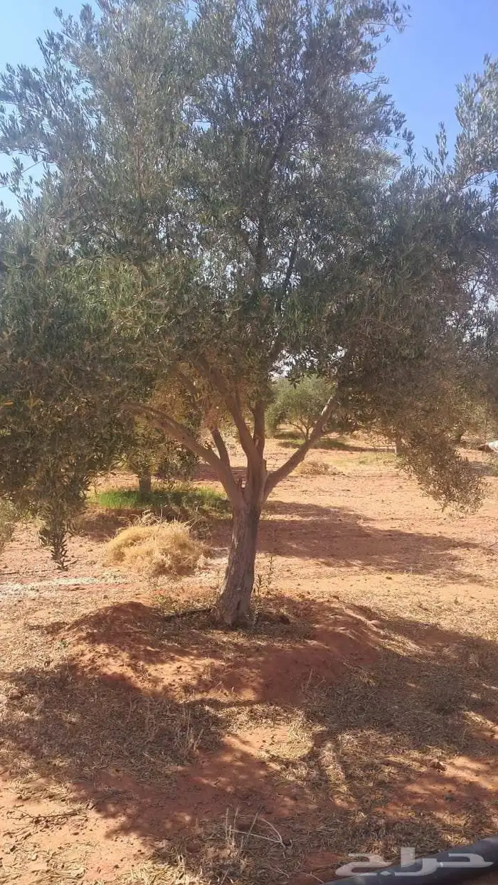 شجر زيتون نيبالي محسن نوصل لجميع انحا المملكه العربيه السعود 4