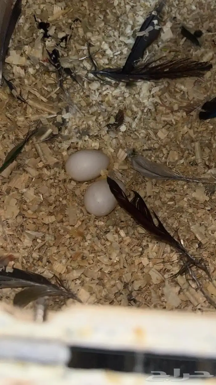 زوج كنيور بيرلي معه بيض((تم البيع)) 0