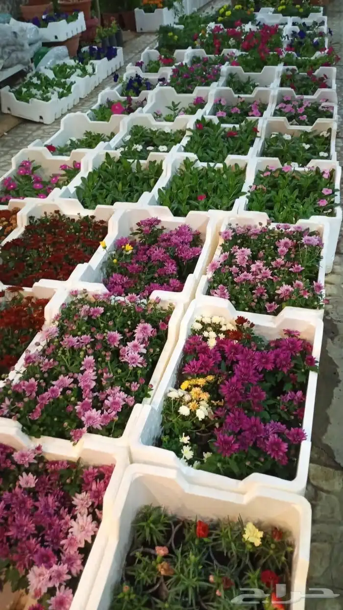 تنسق حدائق وشبكه الرأي 6