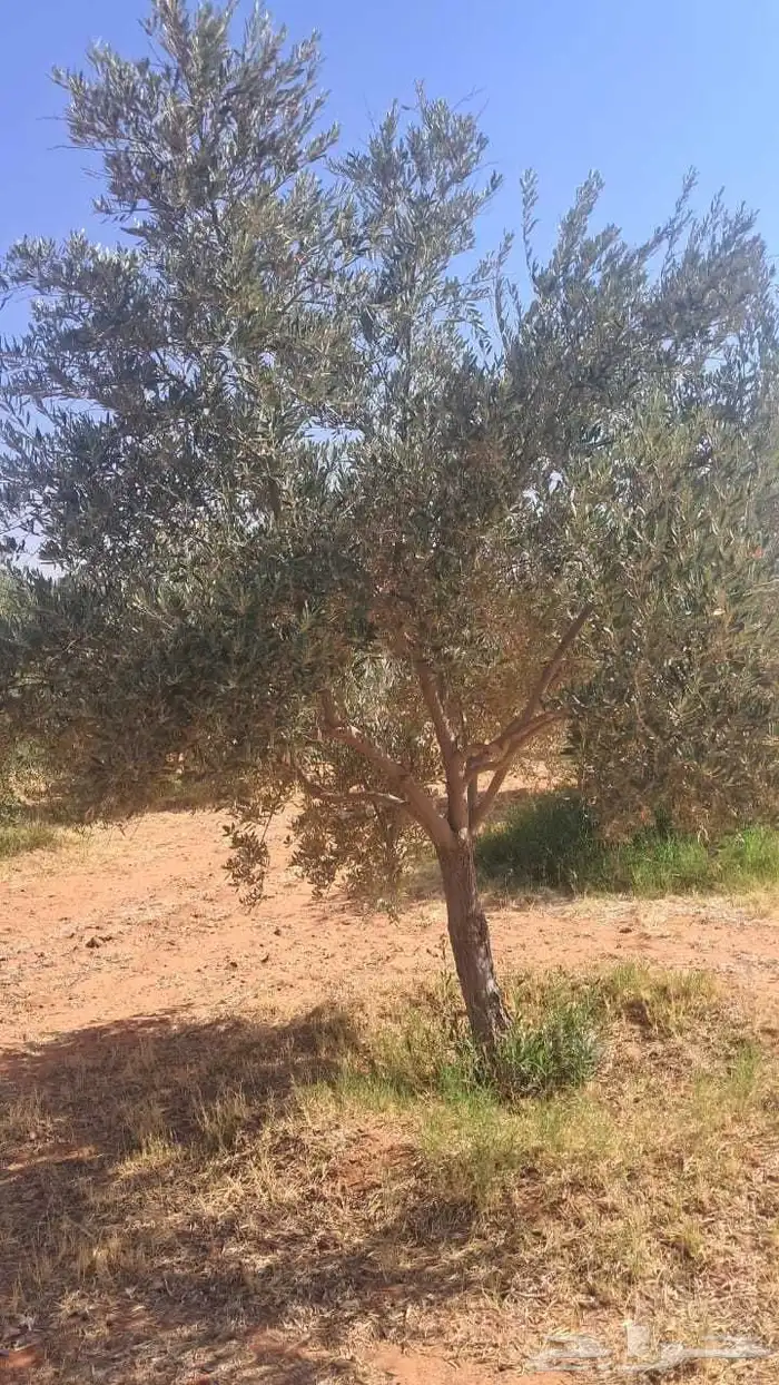 شجر زيتون نيبالي محسن نوصل لجميع انحا المملكه العربيه السعود 9