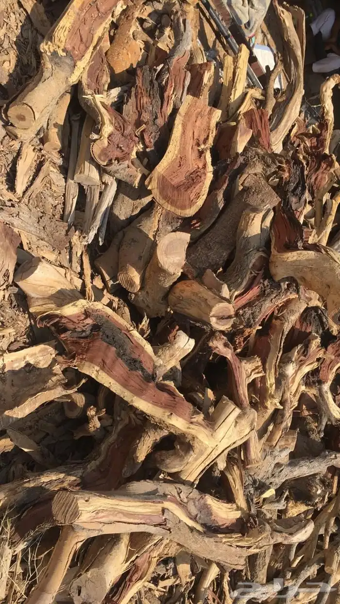 حطب سمر افريقي 9