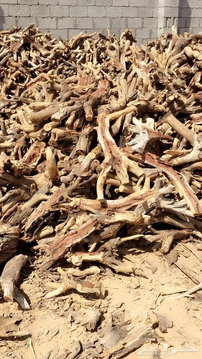 حطب سمر افريقي 4