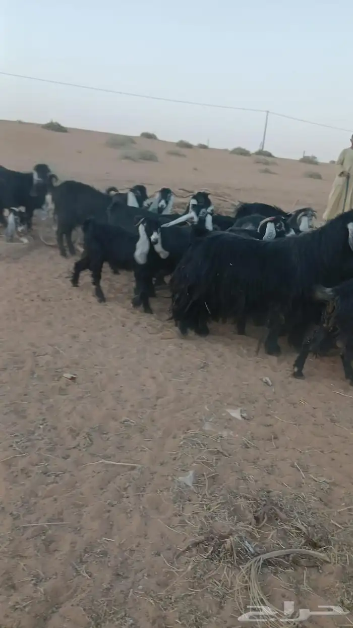 ماعز عارضي 3