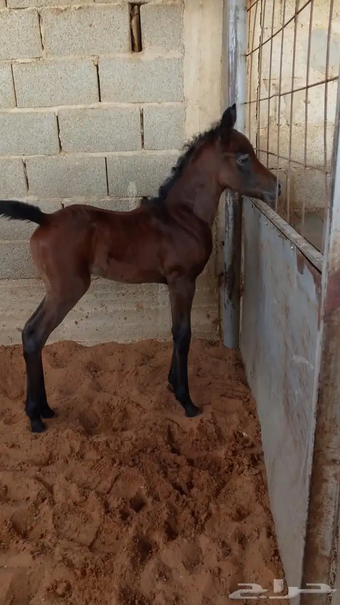 مهرة واهو بأوراقها للبيع 1