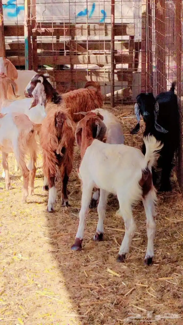 خرفان حريات لباني خدمة سلخ و توصيل 6