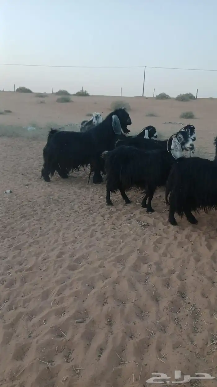 ماعز عارضي 2