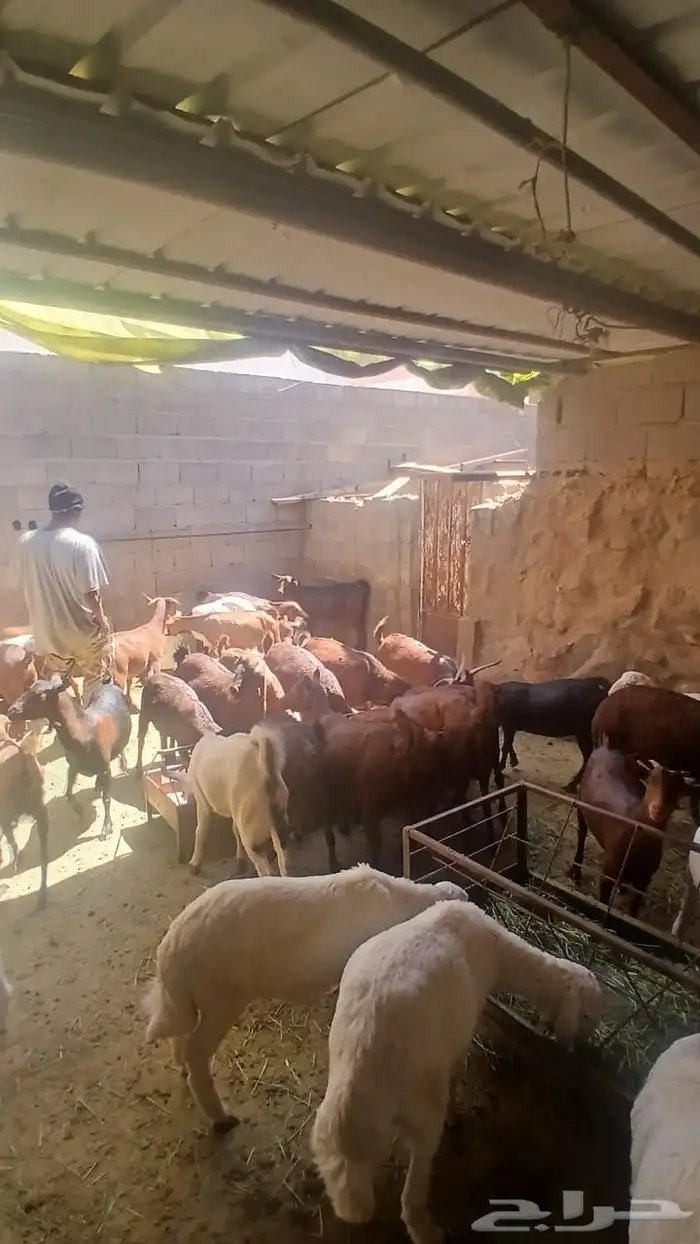 معزا جنوبيه مراح طيبه كلها من الجدعه الى السديدس تحتها تسعه 22