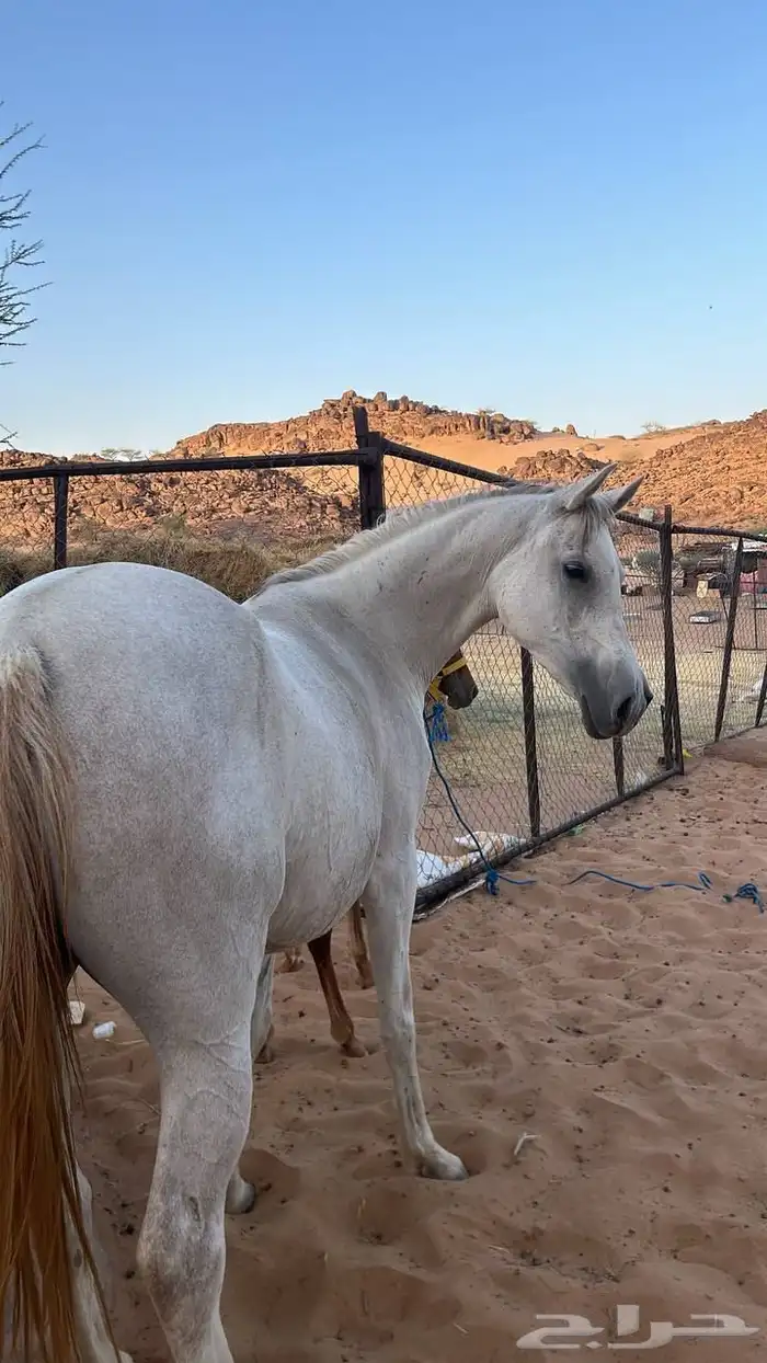 فرس لقحه تحتها مهره على الحازم 2