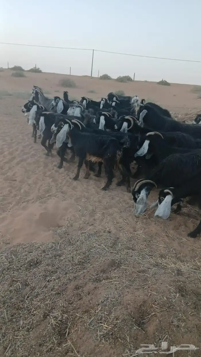 ماعز عارضي 0