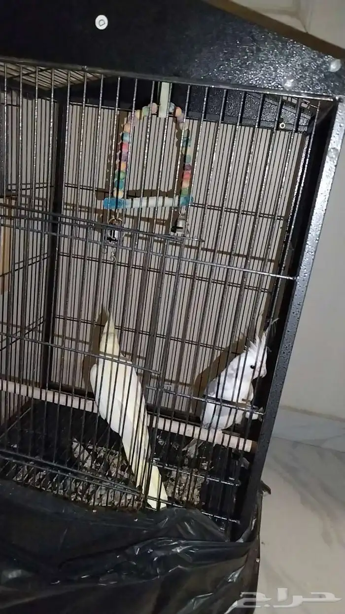 ببغاء كروان 1