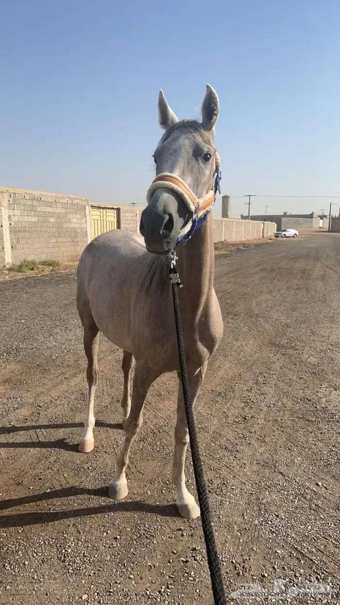 فرس وبنتها 0