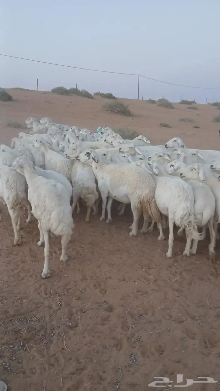 للبيع معزاء و حريت 3