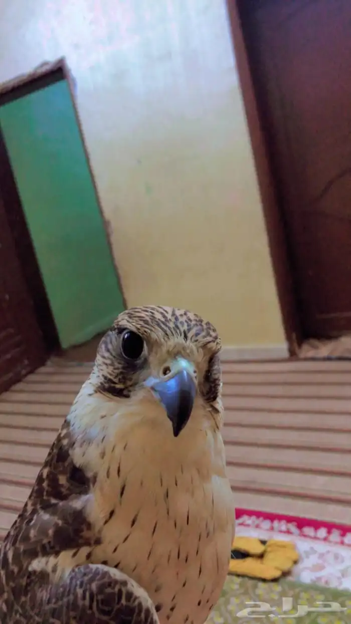جير حر 1