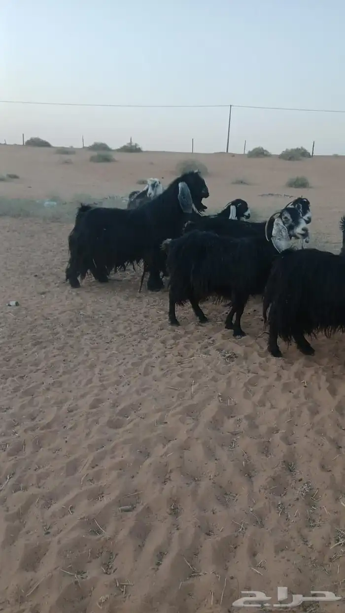 للبيع معزاء و حريت 4