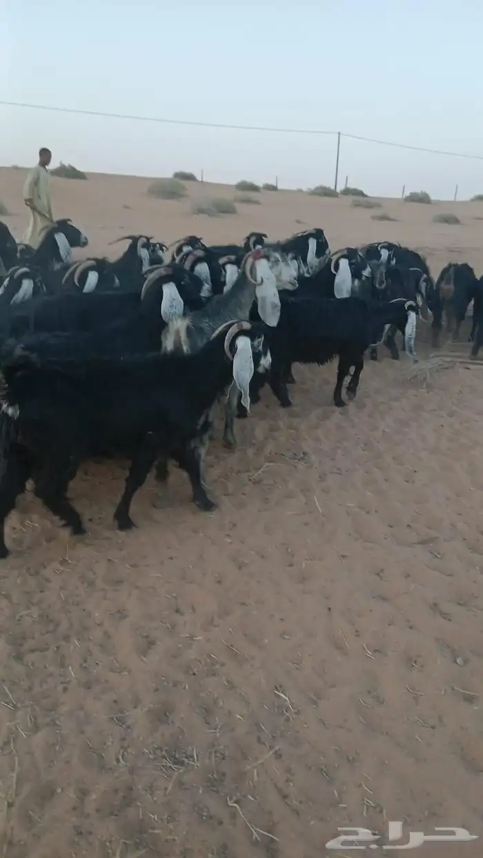 ماعز عارضي 1