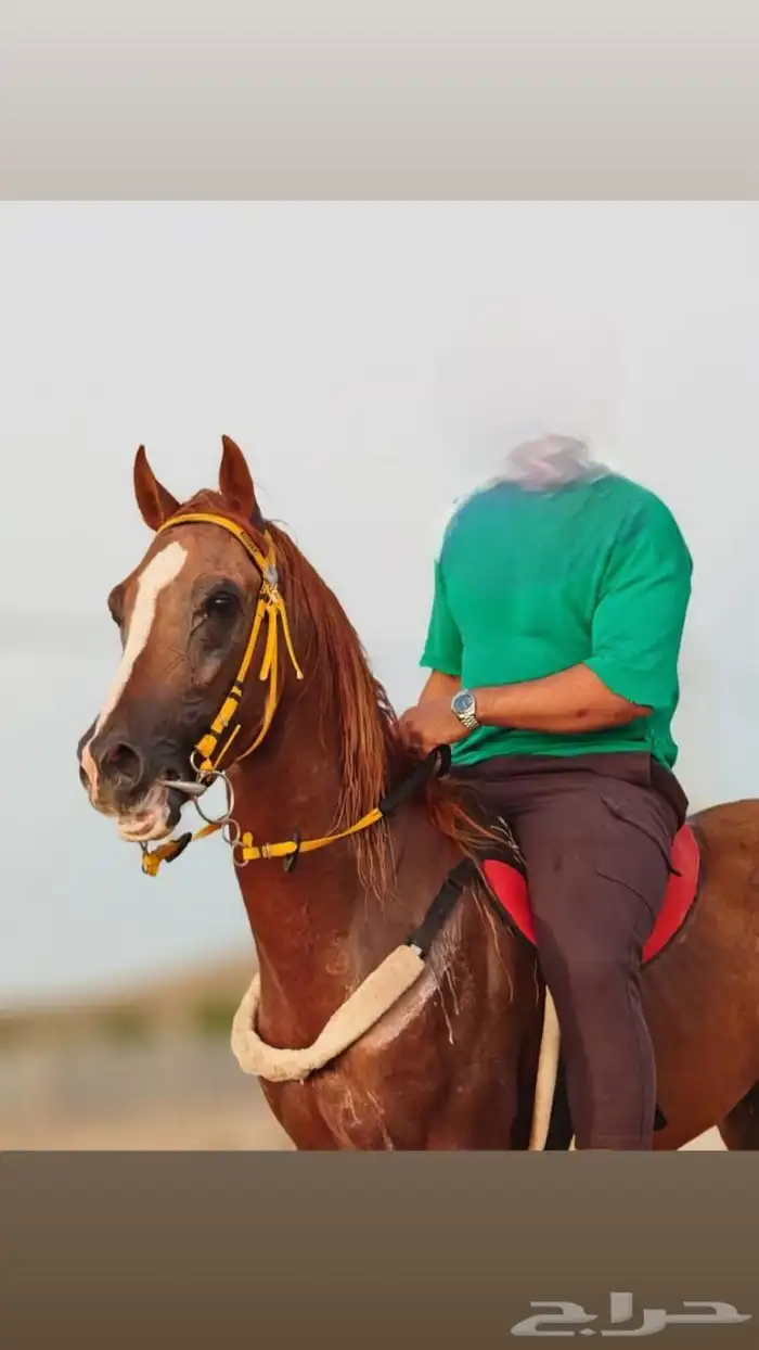 حصان شعبي فاخر حار 0