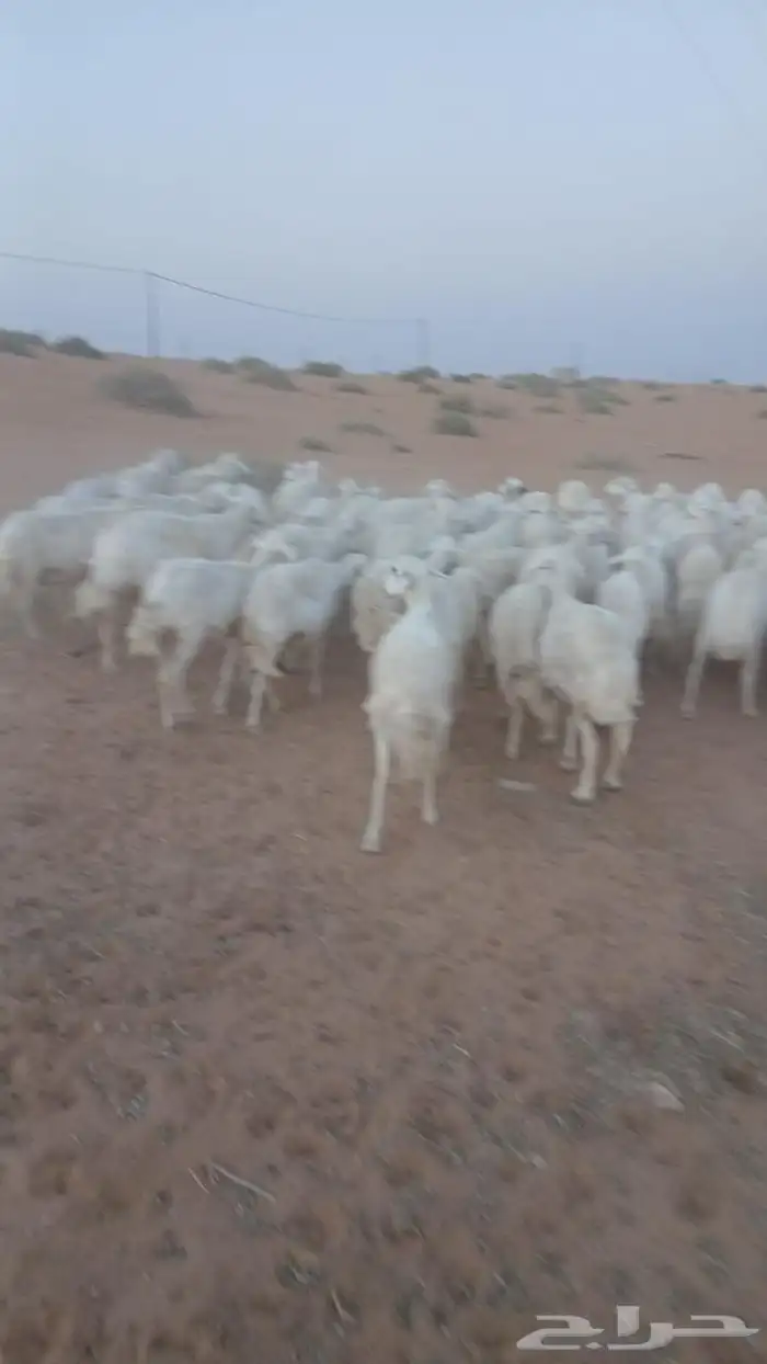 للبيع معزاء و حريت 0