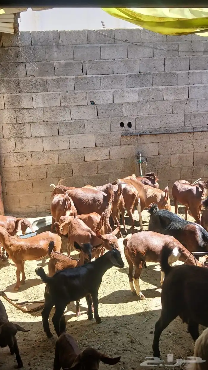 معزا جنوبيه مراح طيبه كلها من الجدعه الى السديدس تحتها تسعه 21