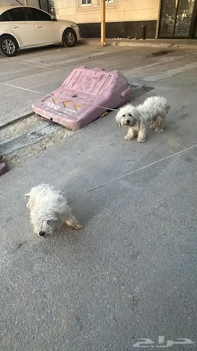 للبيع عدم تفرق ذكر وانثى عمر 7 شهور 0