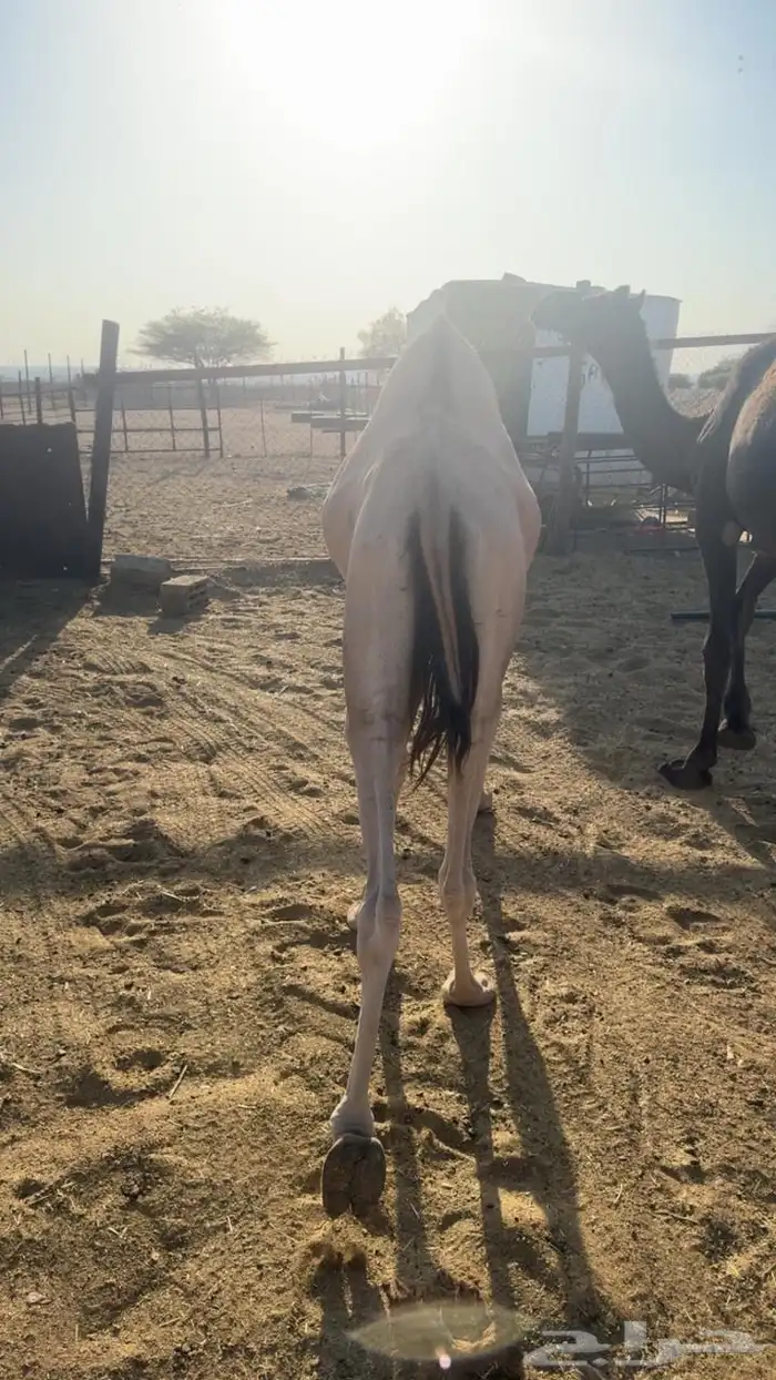 قعود مستورد الاكل برسيم وشعير شرط مرابي 4 شهور واكثر 1