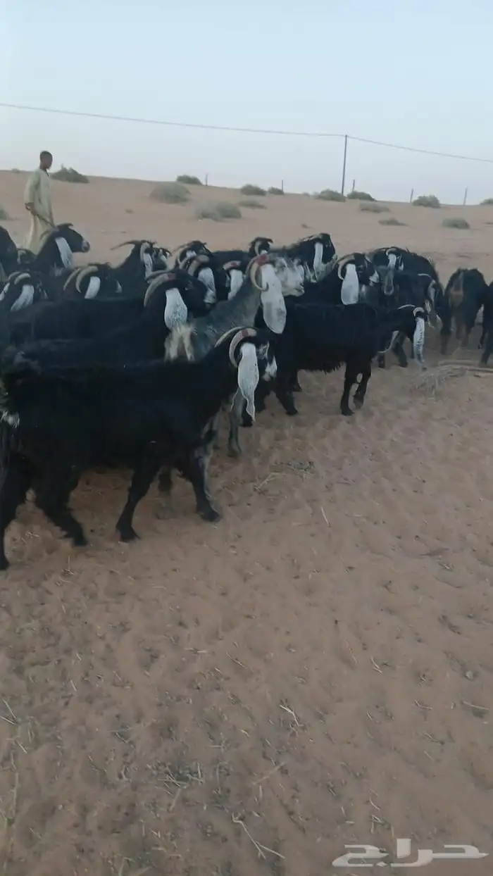 للبيع معزاء و حريت 6