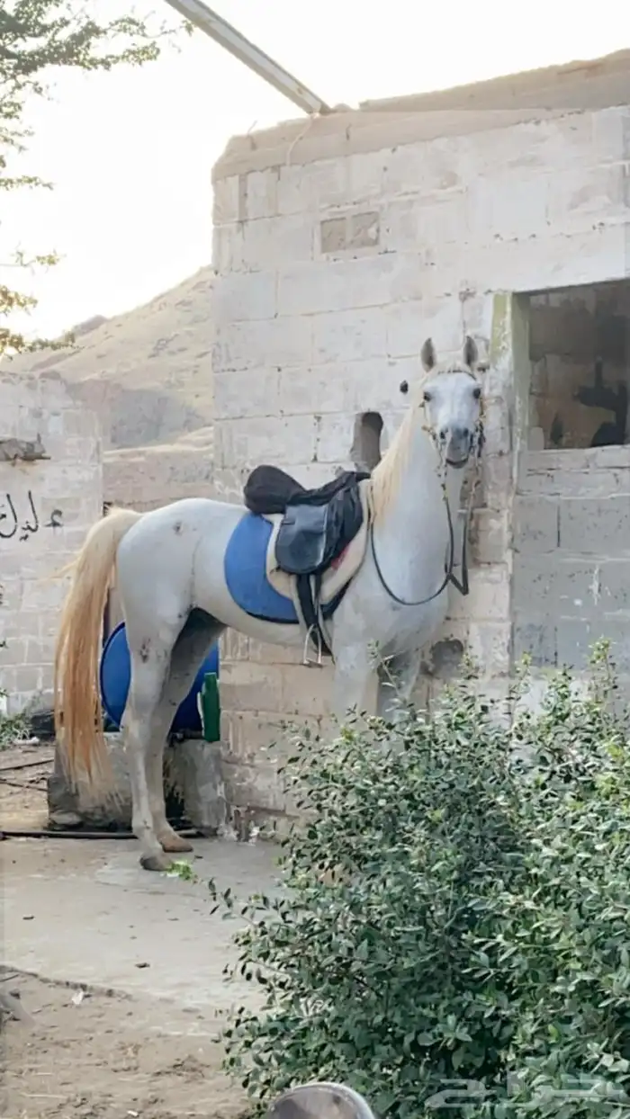 حصان شعبي 11