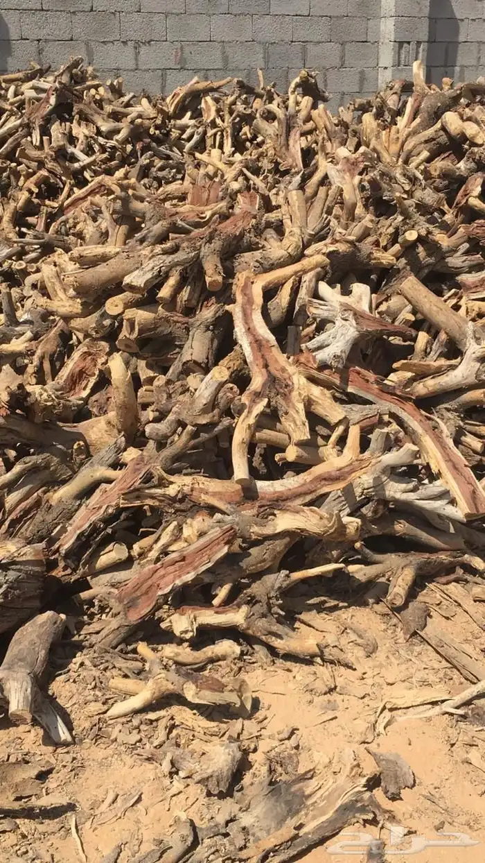 حطب سمر افريقي 5