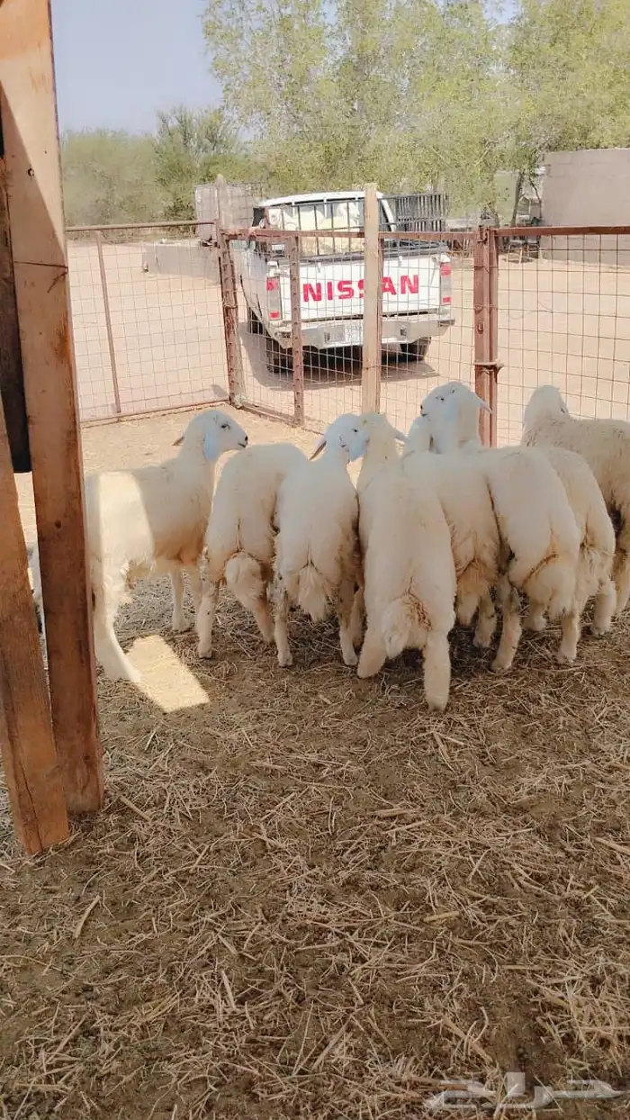 خرفان حريات لباني خدمة سلخ و توصيل 2