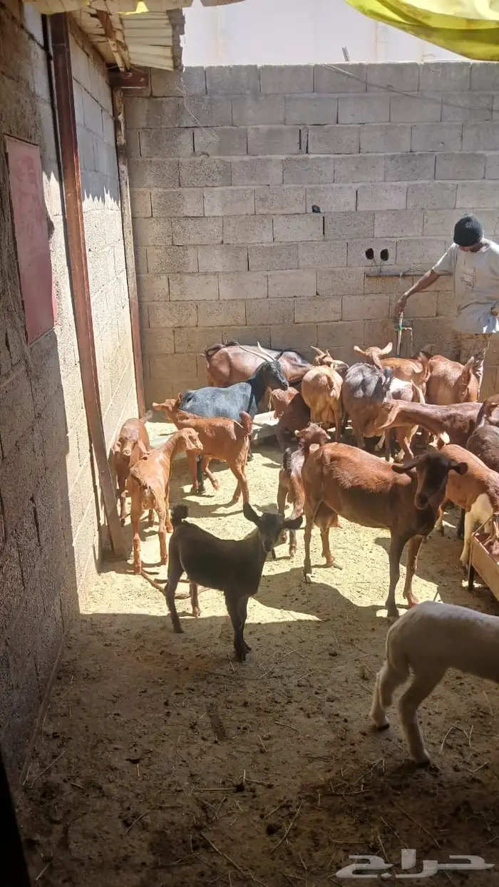 معزا جنوبيه مراح طيبه كلها من الجدعه الى السديدس تحتها تسعه 23