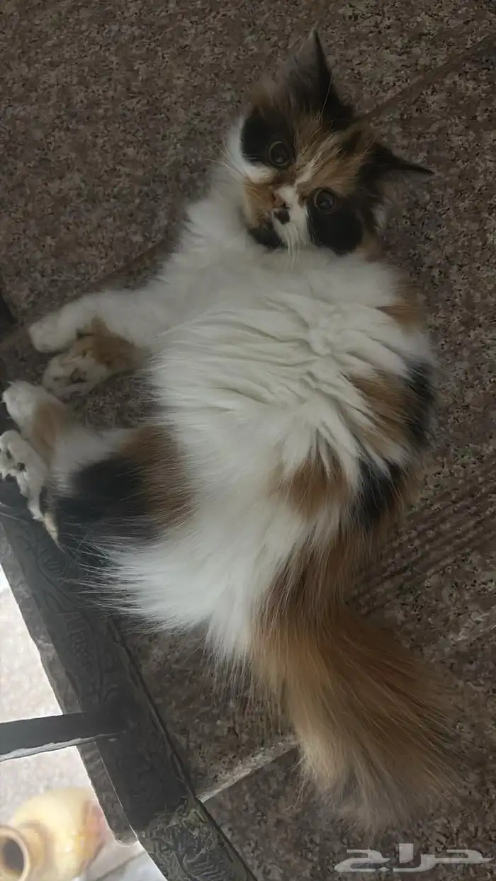 قط لتبني 3