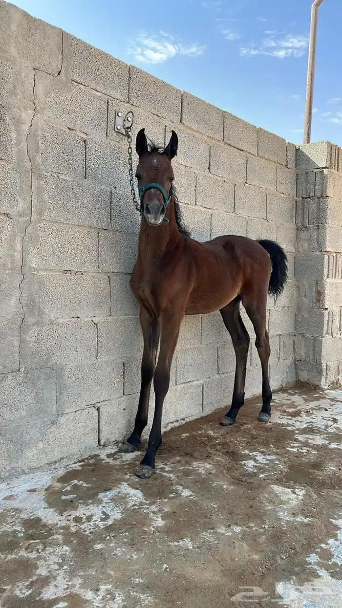 مهرة واهو بأوراقها للبيع 0